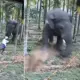 Elephant attacks in Sakaleshpur workers escaped