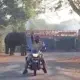 Elephants spotted in many places