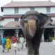 Elephant from Srikshetra Dharmasthala dies of heart attack on Shivaratri