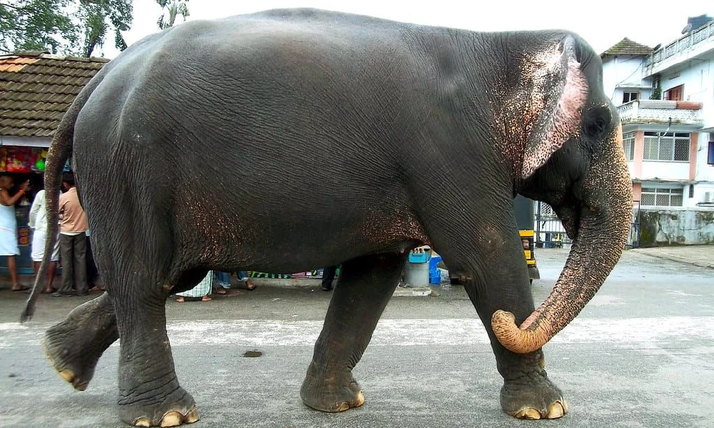Elephant from Srikshetra Dharmasthala dies of heart attack on Shivaratri
