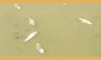 Fishes die in Hottakeri lake