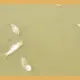 Fishes die in Hottakeri lake