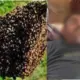 Farmer dies after being attacked by bees in Hassan