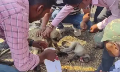 Baby monkey dies in car accident Mothers cry