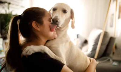 Pet Dog Licking