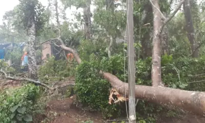 rains lash several parts of Kodagu; Huge tree falls on house, damages house