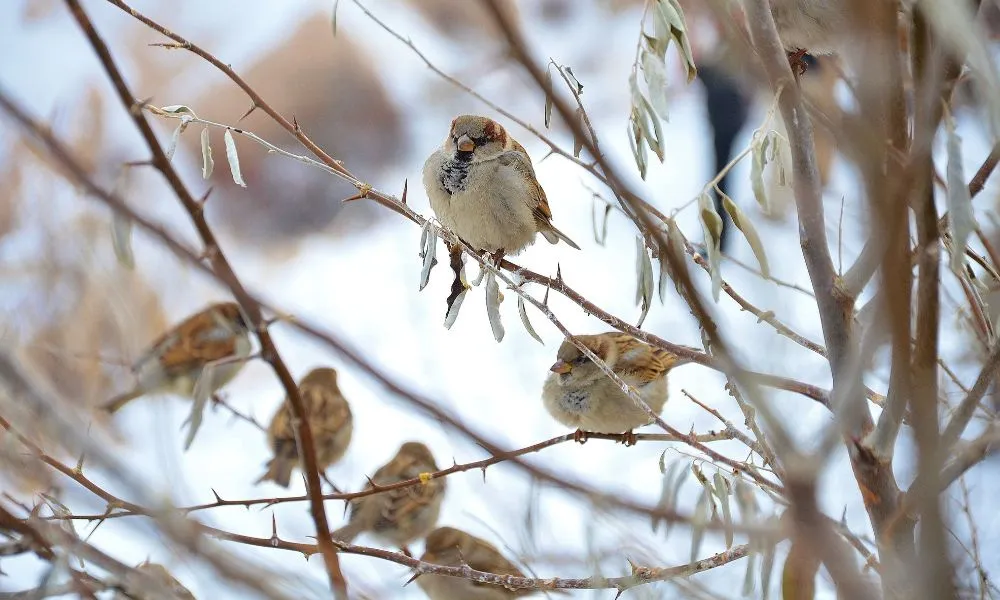 Sparrow Birds on Tree Branches