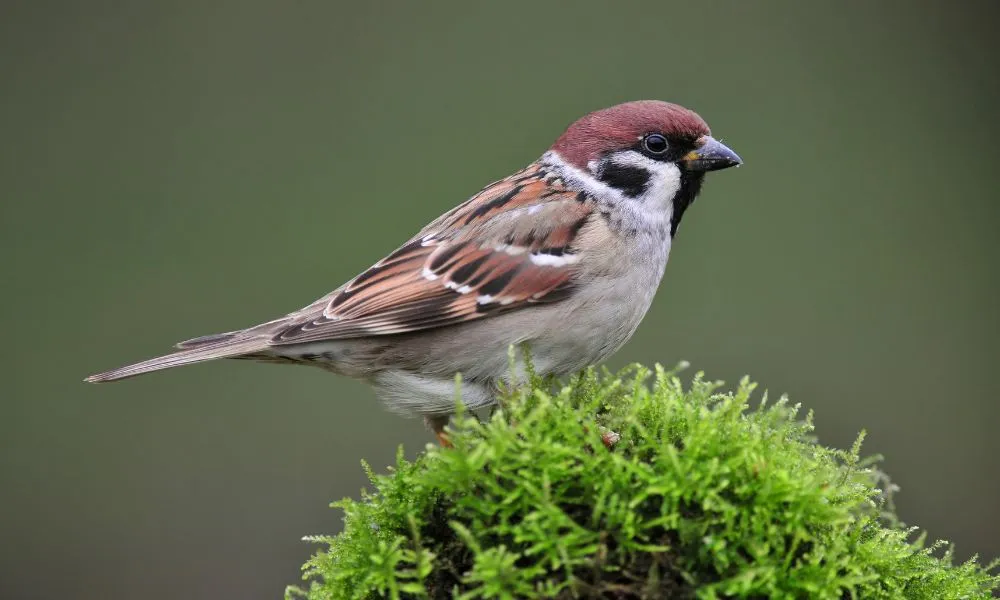 Sparrow 