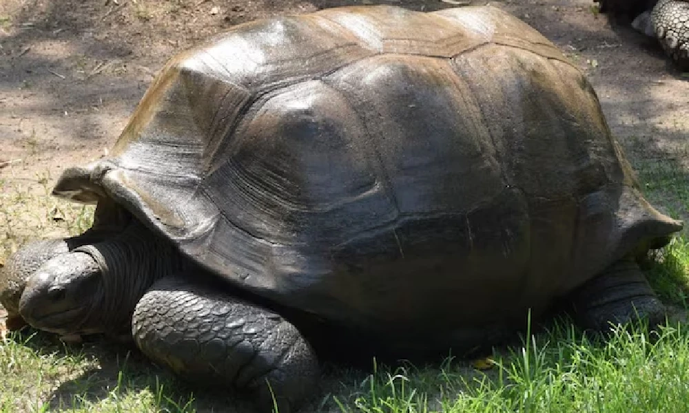 Star Tortoise