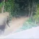 elephant attack Tamil Nadu worker killed