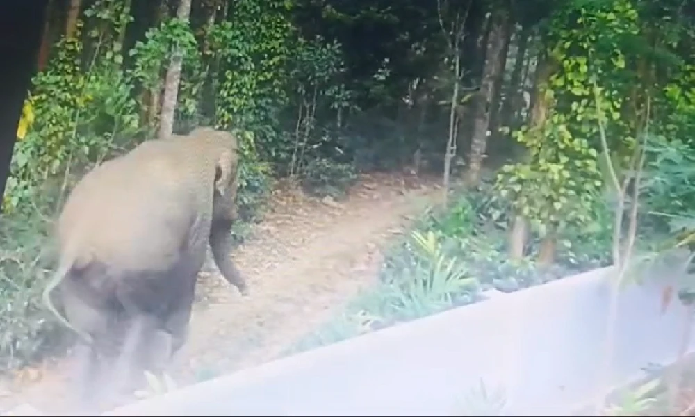 elephant attack Tamil Nadu worker killed