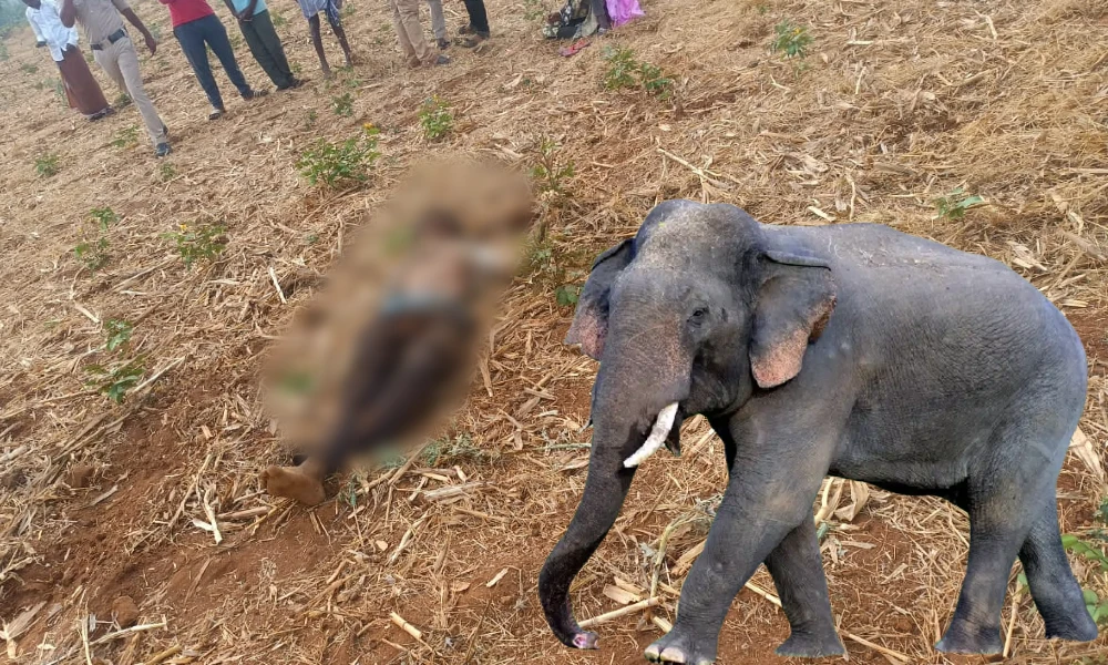 Youth killed in elephant attack in Chamarajanagar