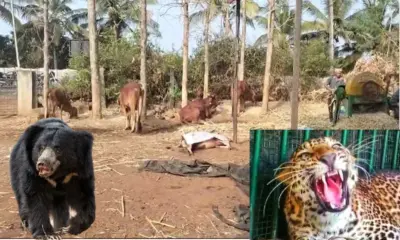 wild animals attack in Karnataka