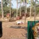 wild animals attack in Karnataka