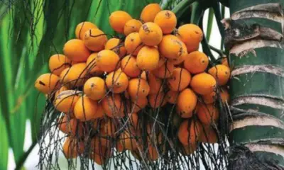 Areca nut