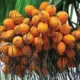 Areca nut