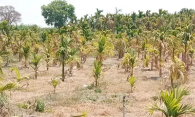 Arecanut cultivation