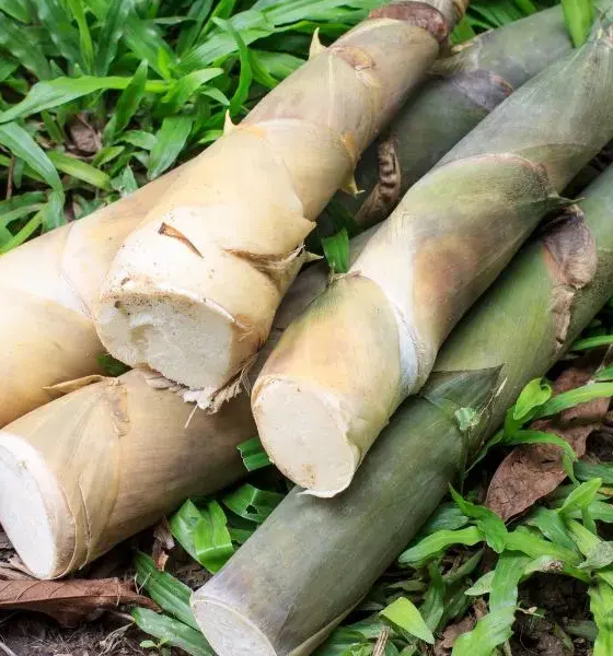 Benefits of Bamboo Shoots