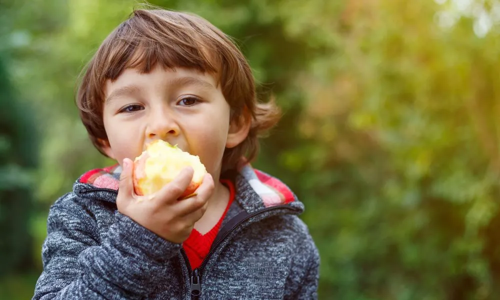 Child Kid Eating Apple Fruit Outdoor Autumn Fall Nature Healthy