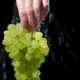 Cleaning Grapes