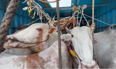 Cow Smugglers in Tumkur