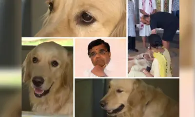 Dwarakish Passed Away pain of a pet dog