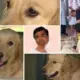 Dwarakish Passed Away pain of a pet dog