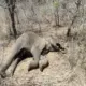 elephants Death in Ramanagara