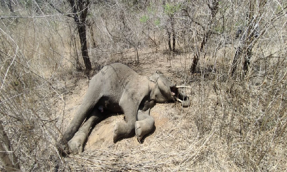 elephants Death in Ramanagara
