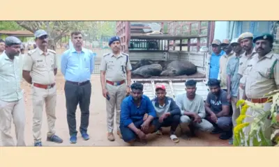 Four accused of wild boar poachers arrested 7 Protection of wild boars