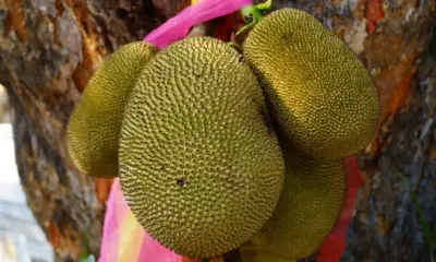 Jackfruit benefits