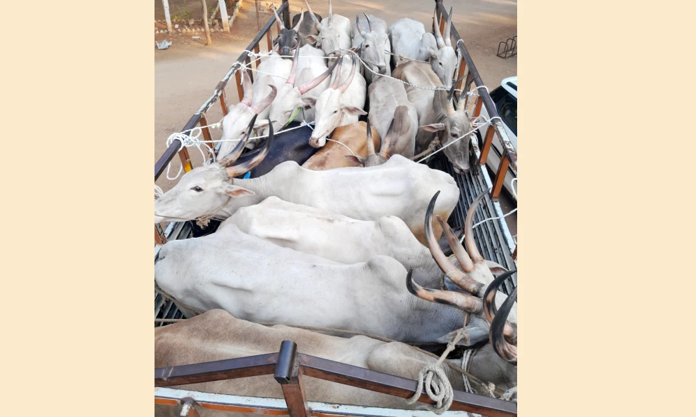 Illegal Cattle Trafficking 9 Accused Arrested in gangavathi