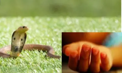 snake bite in Vijayanagar