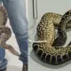 anaconda smuggling case