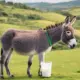 donkey milk