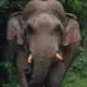 elephant attack man death
