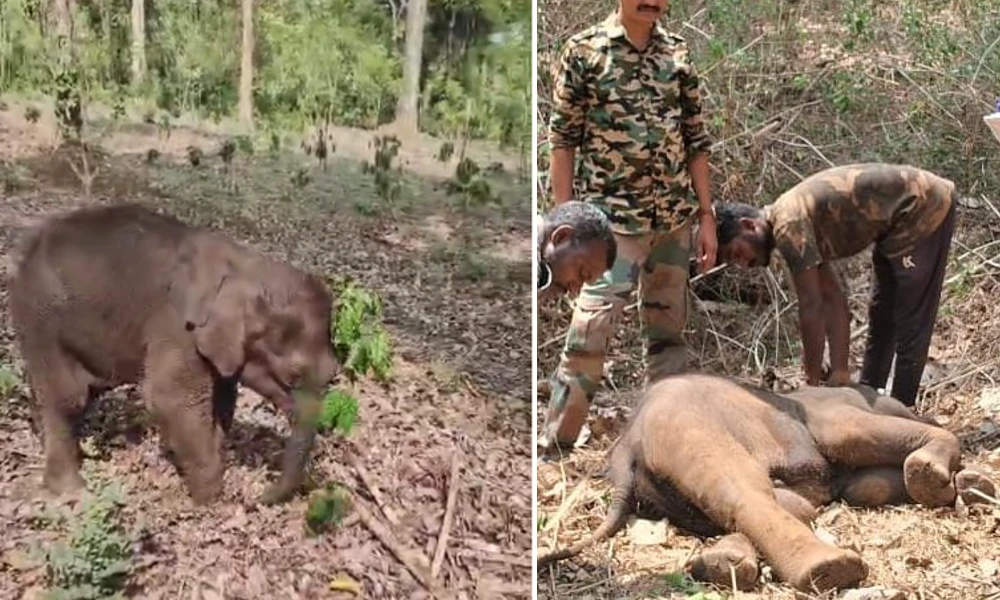 elephant death in dubare camp