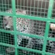leopard fell into a cage in Hanchihalli village