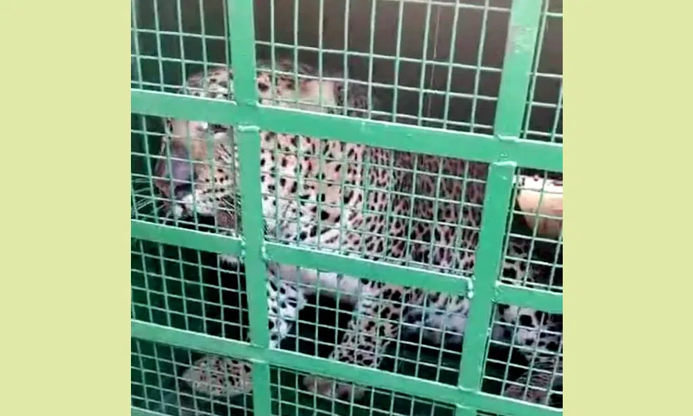 leopard fell into a cage in Hanchihalli village