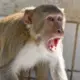 Monkey attack