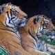 Tigers fasting