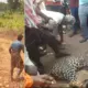 Wild animals Attack