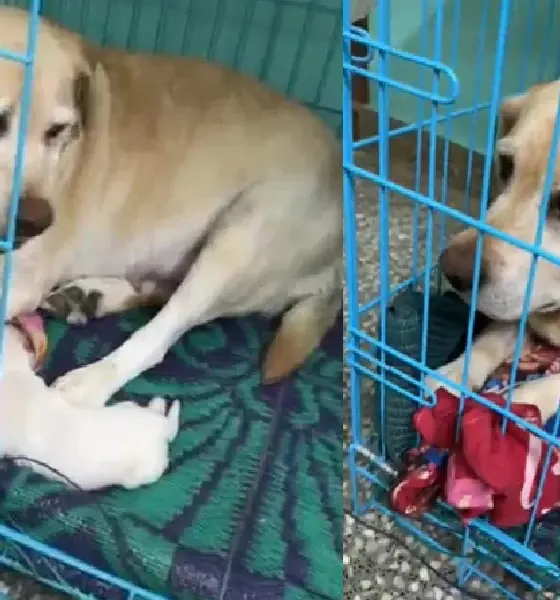 777 Charlie Dog Gives Birth To 6 Puppies Rakshit Shetty on live
