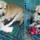 777 Charlie Dog Gives Birth To 6 Puppies Rakshit Shetty on live