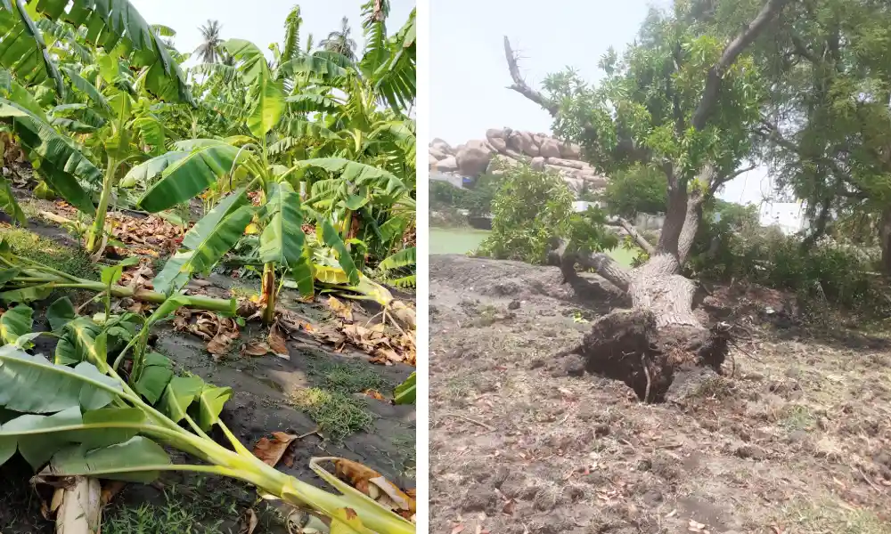 Bananas mangoes crops and houses damaged due to heavy rain in Gangavathi