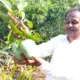 Bilhara village farmer grew bumper mango on barren land