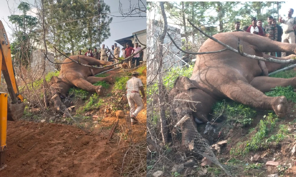 elephant attack in Anekal