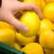 Lemon picking⁠