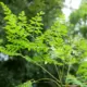 Moringa Leaves Health Benefits