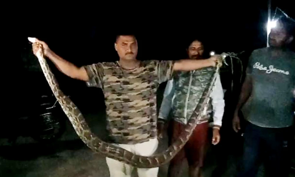 Python spotted in Chikkasandra village of Shira taluk